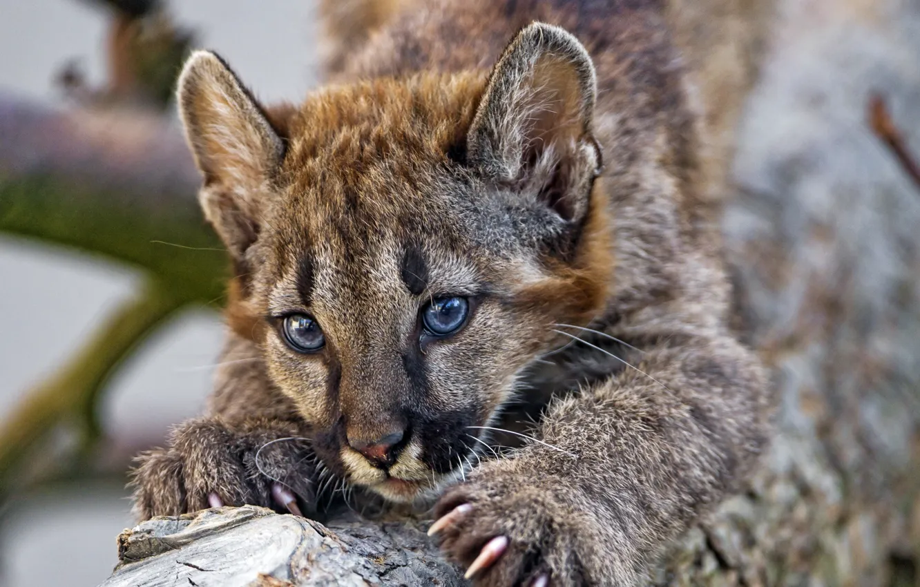 Photo wallpaper portrait, baby, claws, Puma, Cougar