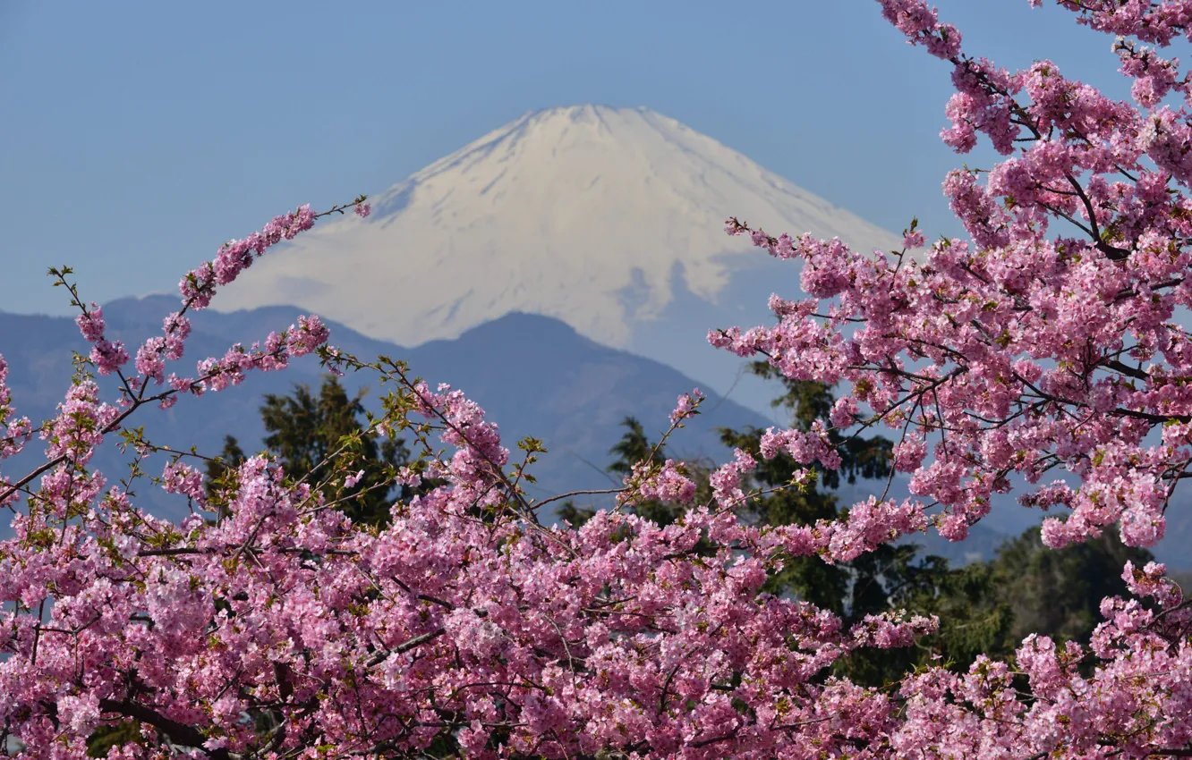 Photo wallpaper mountains, the volcano, Sakura, Japan, flowering, Mount Fuji, Fuji