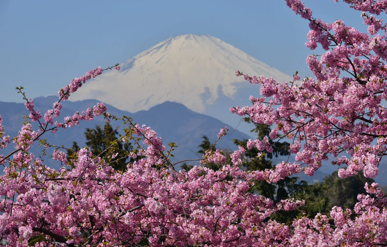 Photo wallpaper mountain, the volcano, Sakura, Japan, flowering, Mount Fuji, Fuji