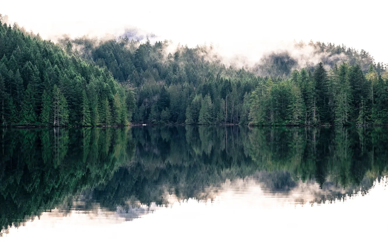 Photo wallpaper forest, nature, fog, lake