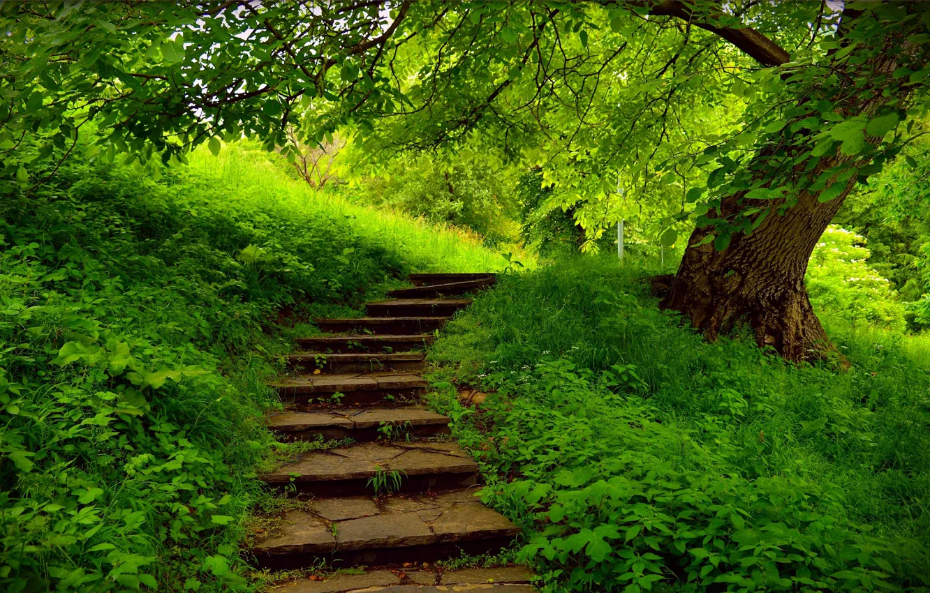 Photo wallpaper greens, Park, spring, steps, park, spring