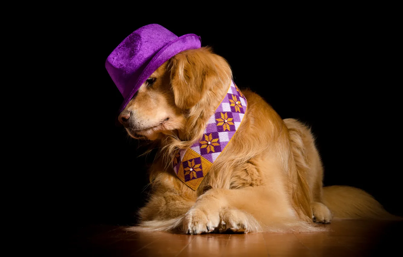 Photo wallpaper hat, dog, Retriever