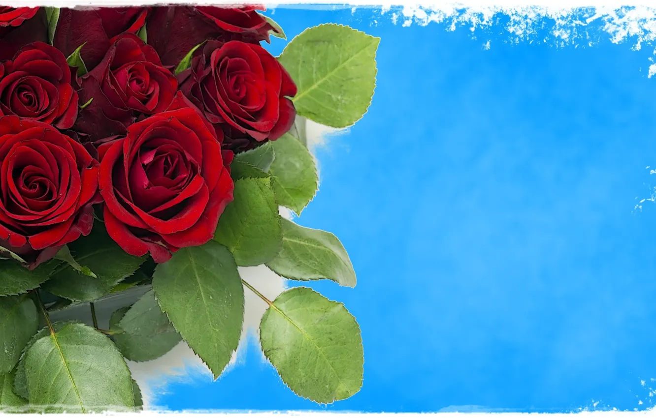 Photo wallpaper red, sky, blue, roses