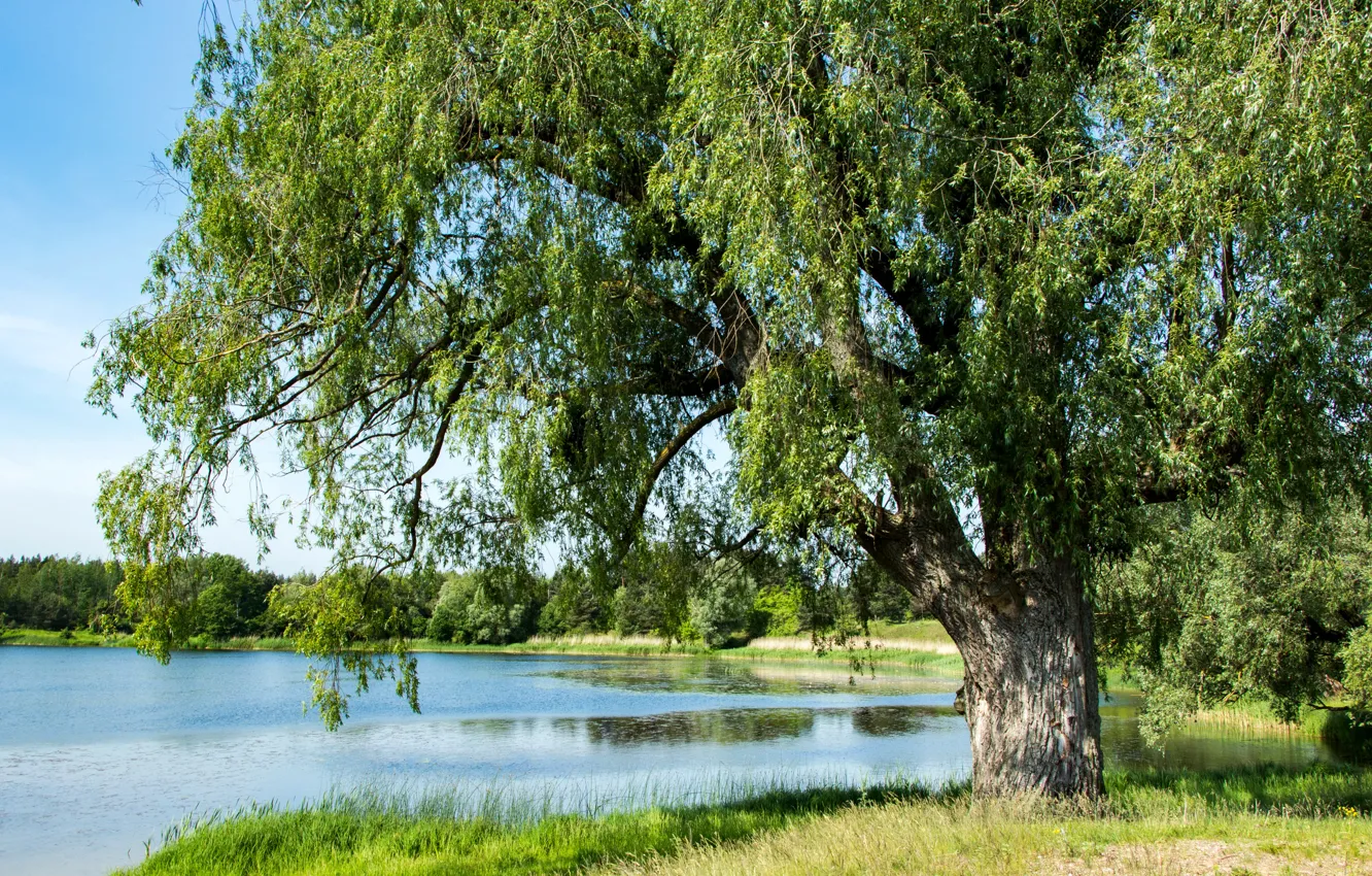 Photo wallpaper summer, trees, pond, Russia, Kaliningrad oblast, Cherry