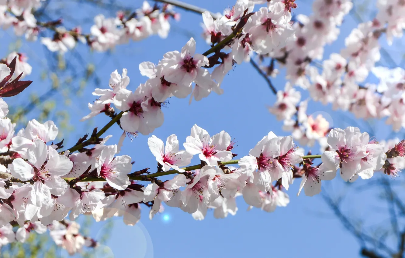 Photo wallpaper the sky, spring, garden, flowering