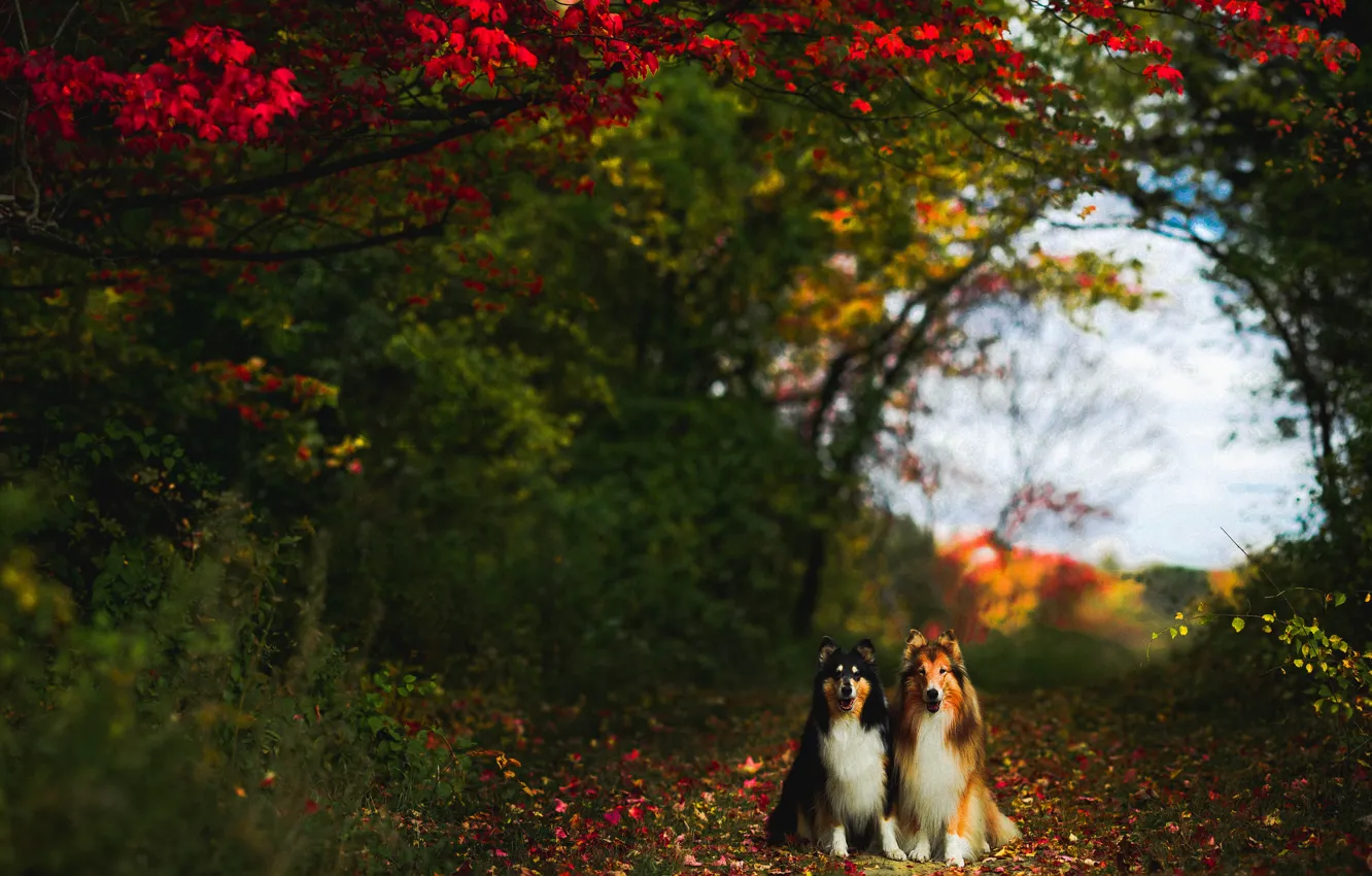 Photo wallpaper look, nature, pose, each, dog, face, a couple, Duo