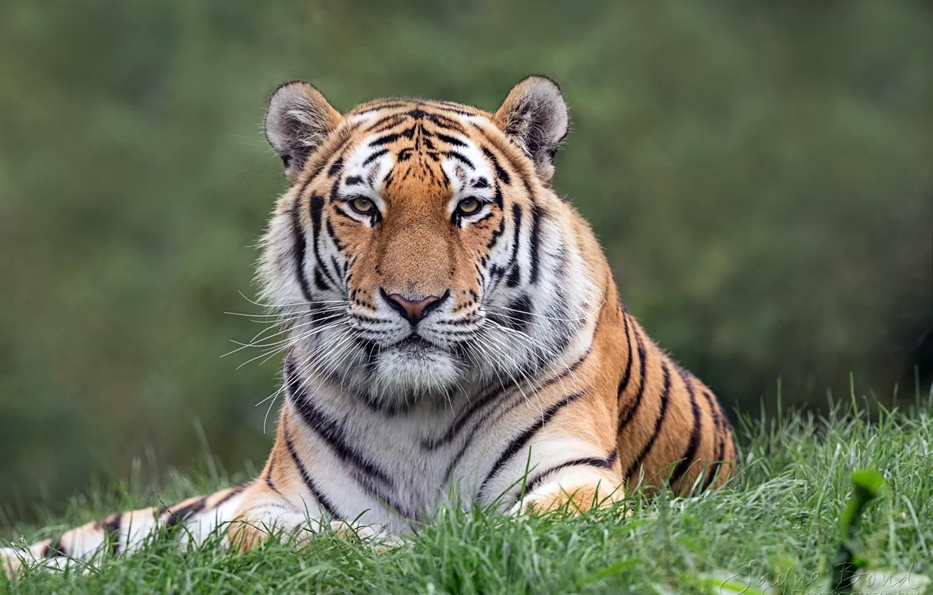 Photo wallpaper grass, look, tiger