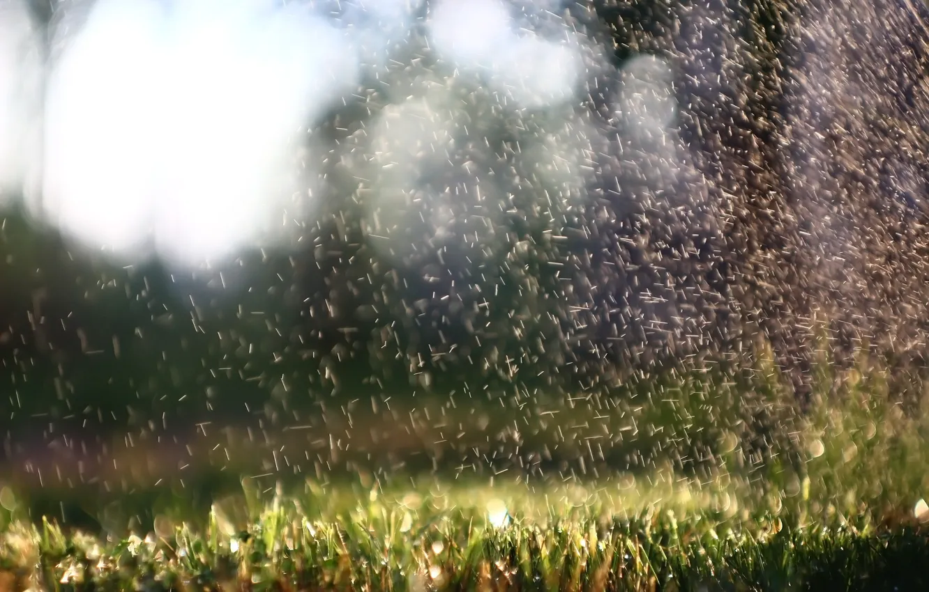 Photo wallpaper squirt, background, weed