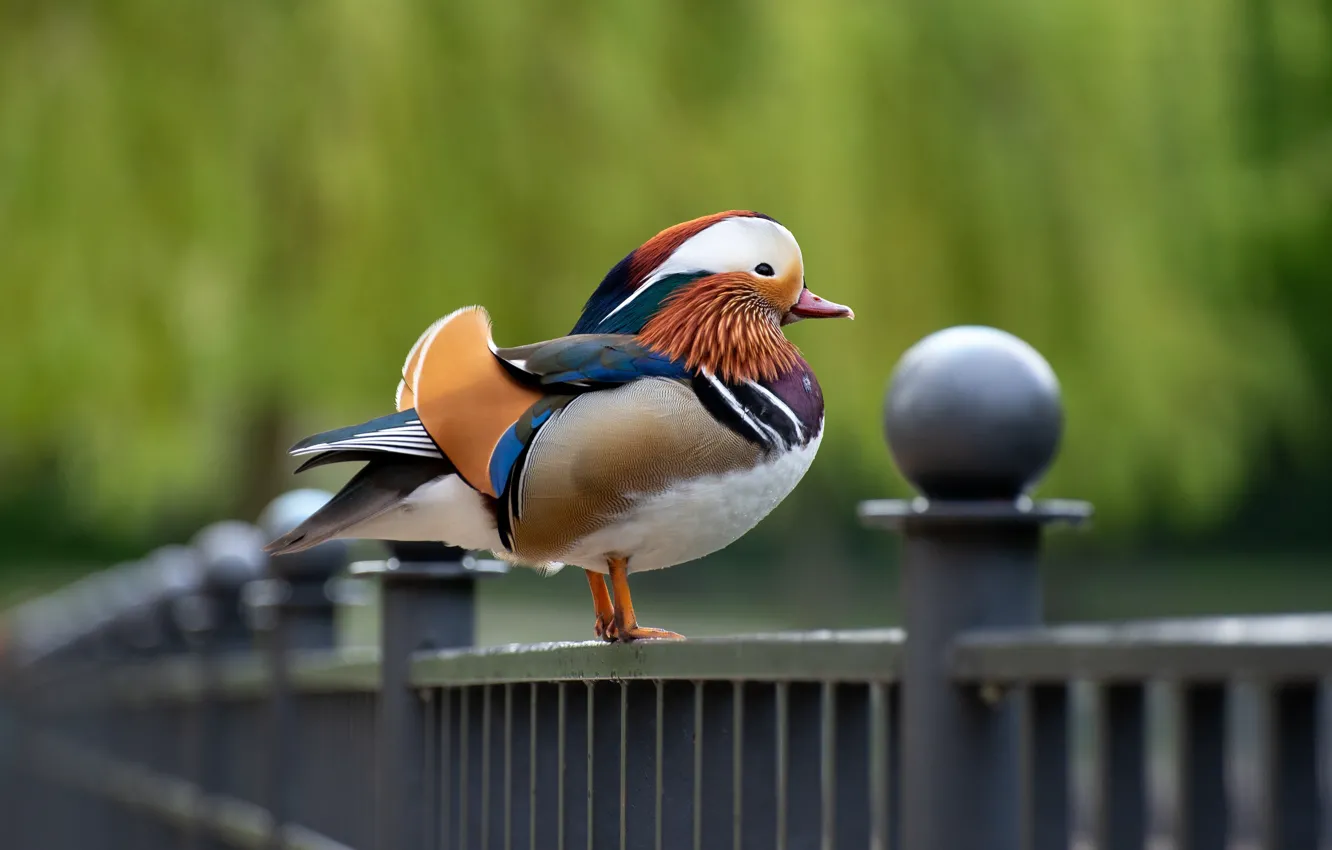 Photo wallpaper bird, the fence, duck, the fence, bokeh, bright plumage, tangerine
