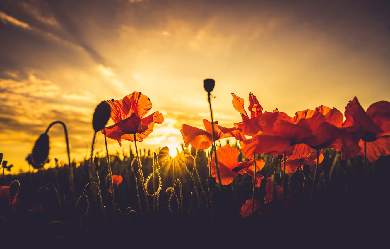 Photo wallpaper summer, sunset, Maki