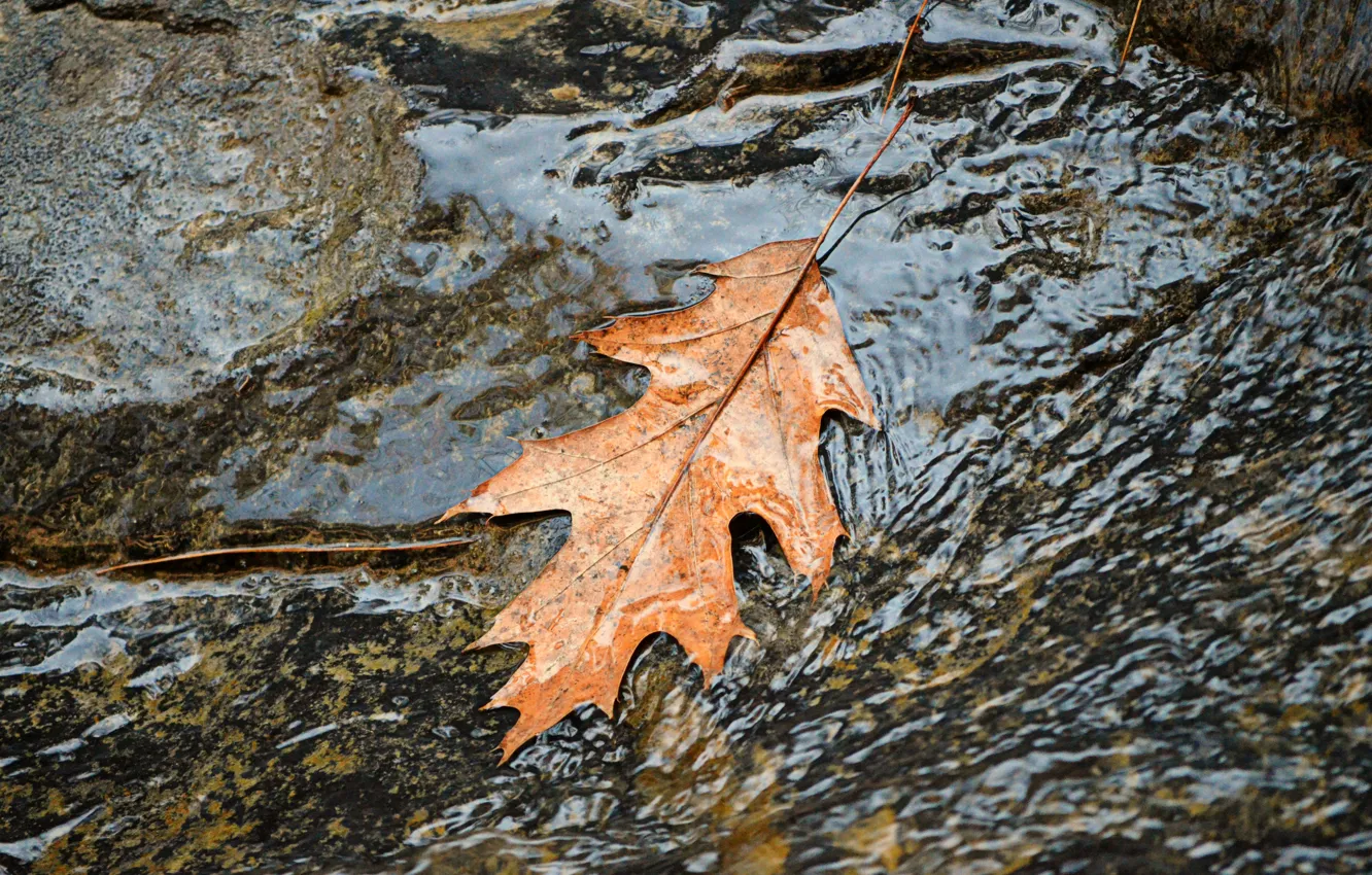 Photo wallpaper Water, Stream, Autumn, Leaf, Fall, Water, Autumn, Leaf