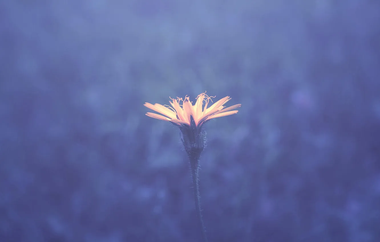 Photo wallpaper flower, background, petals, blur, stem