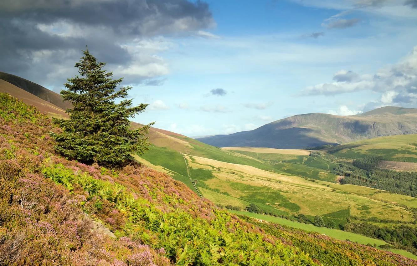 Photo wallpaper the sky, grass, clouds, mountains, spruce, slope