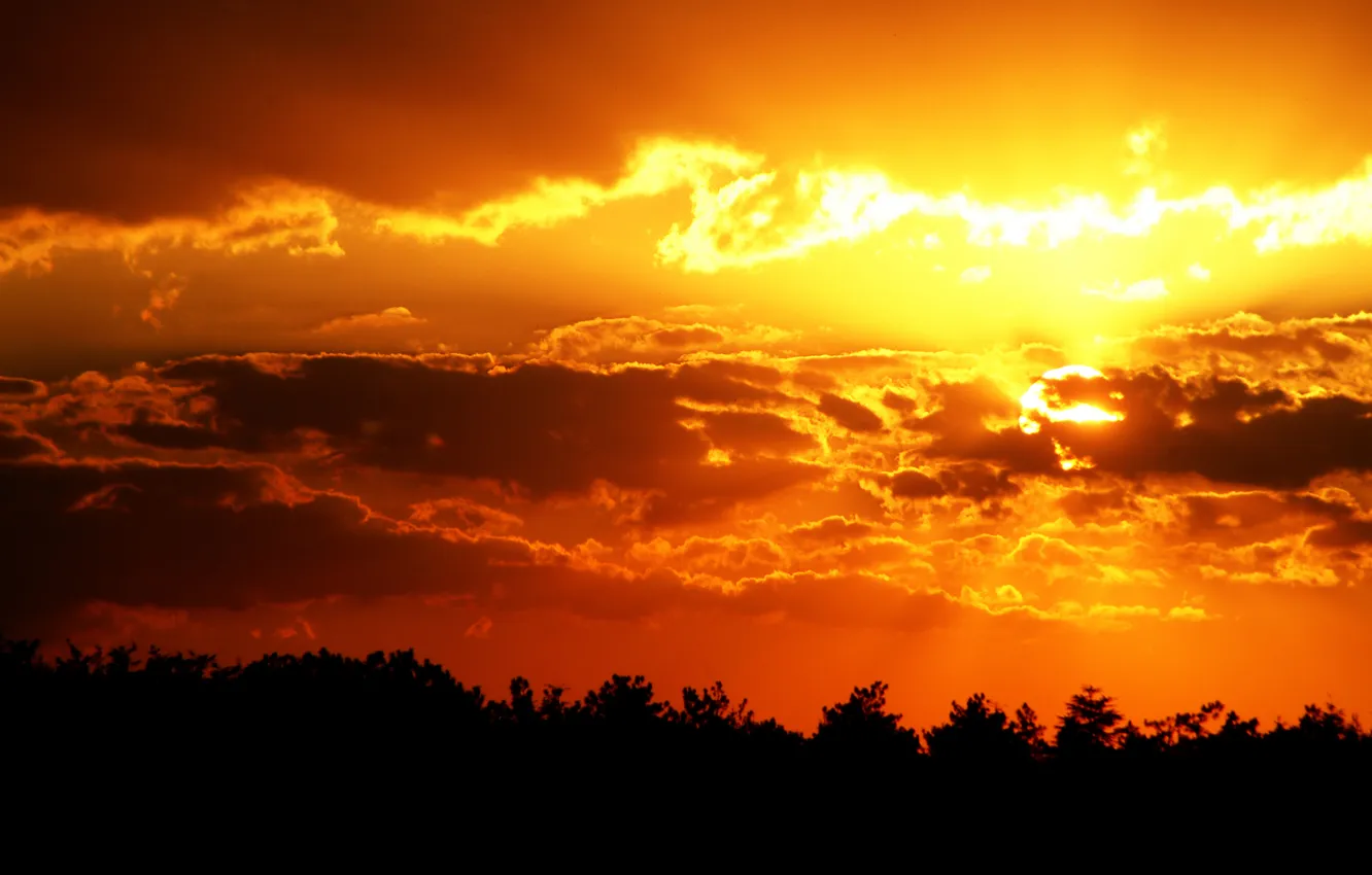 Photo wallpaper the sun, trees, landscape, nature, photo