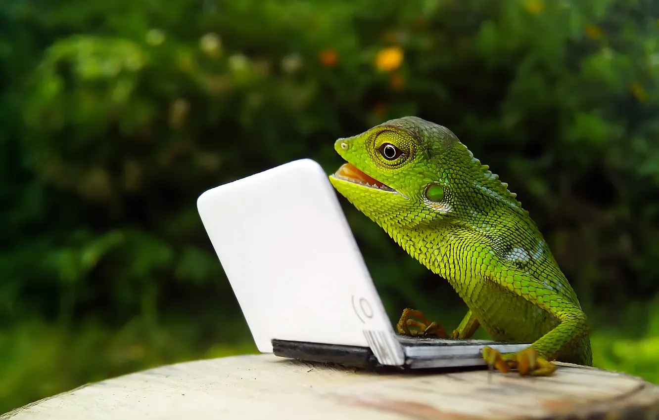 Photo wallpaper nature, green, stump, lizard, laptop, iguana, reptile