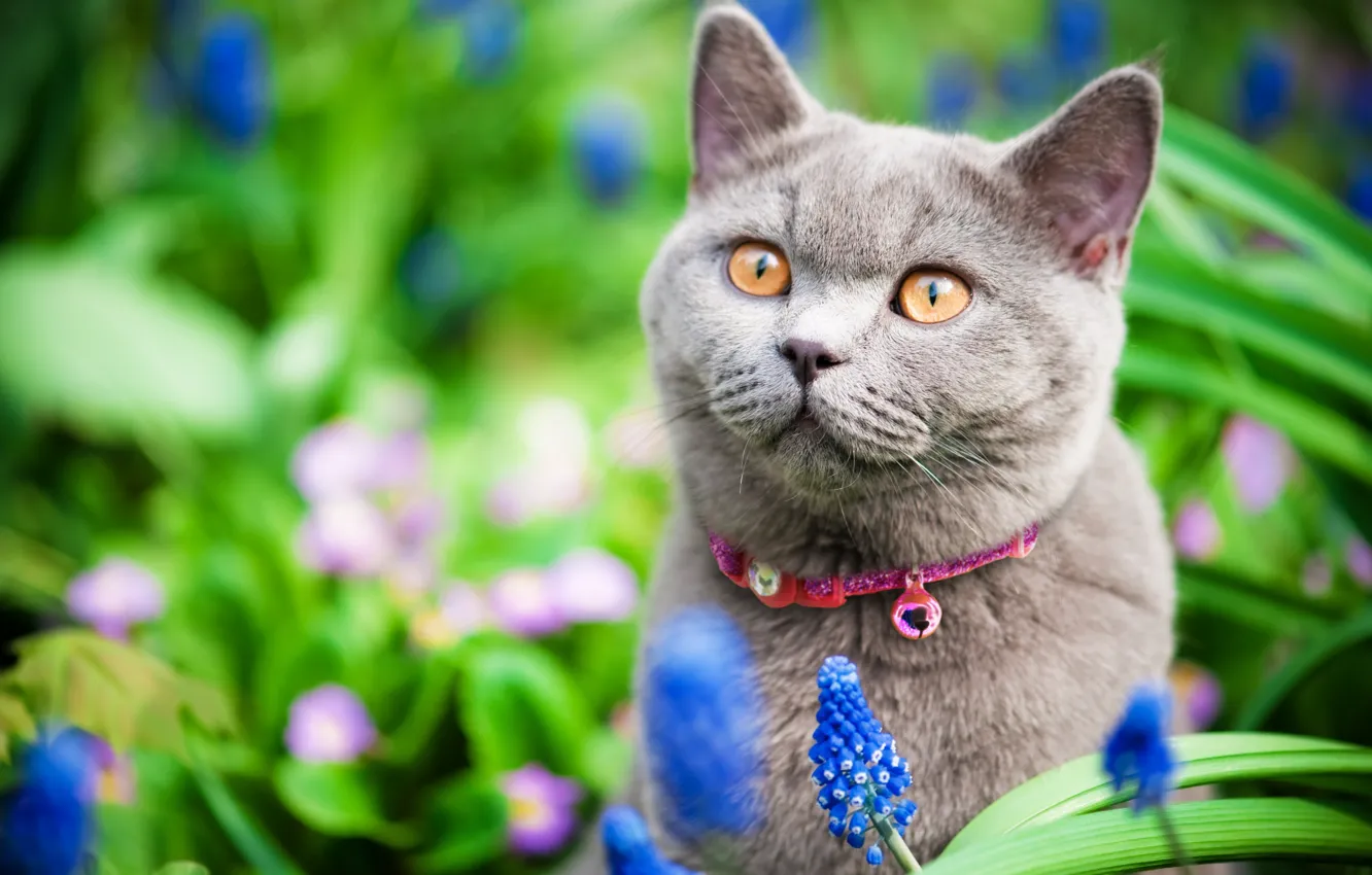 Photo wallpaper cat, cat, flowers, British
