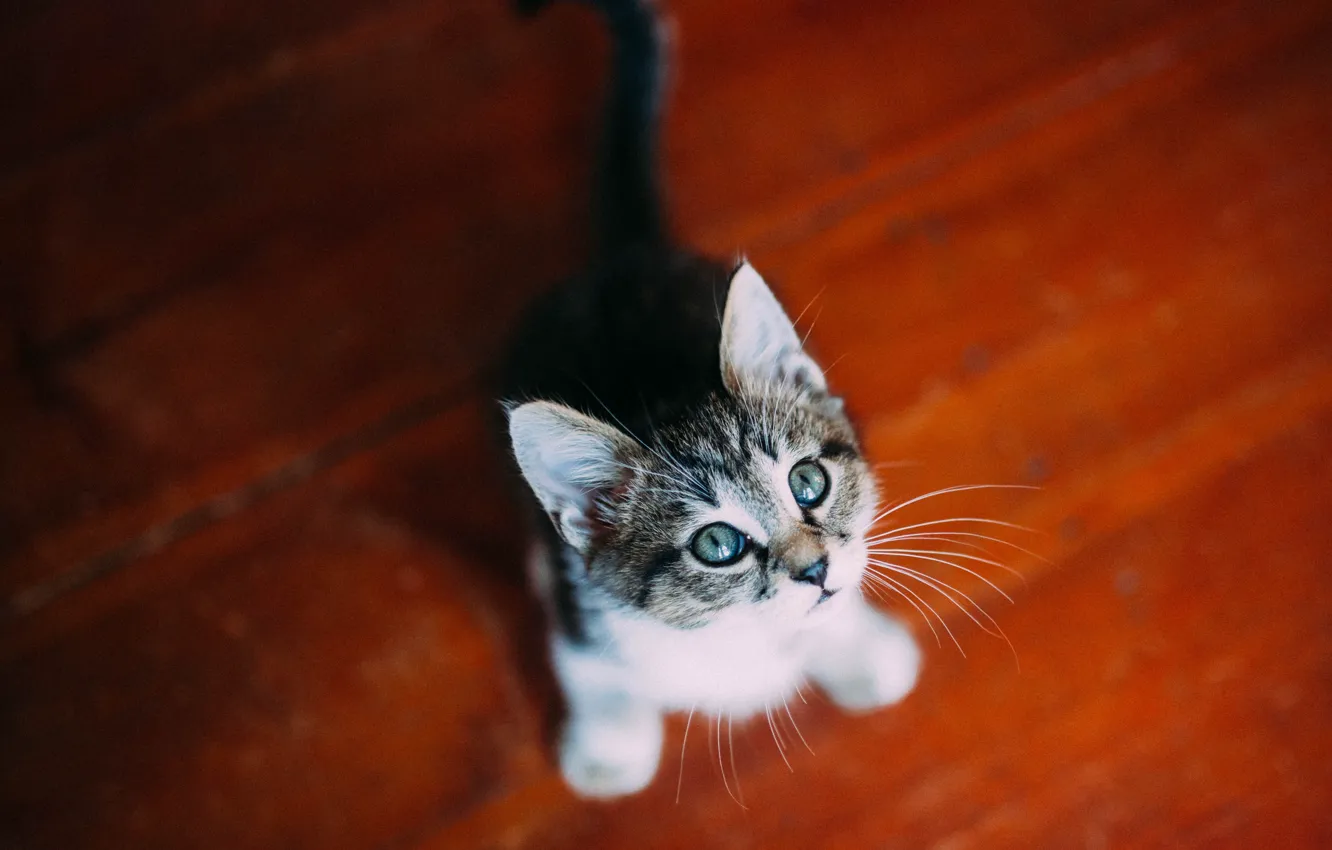 Photo wallpaper cat, cat, look, pose, face