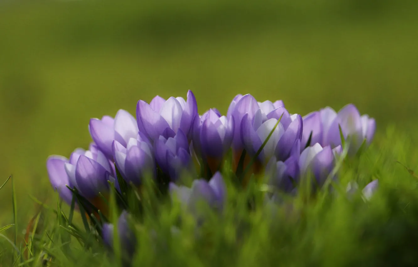 Photo wallpaper blur, purple, crocuses, in the grass