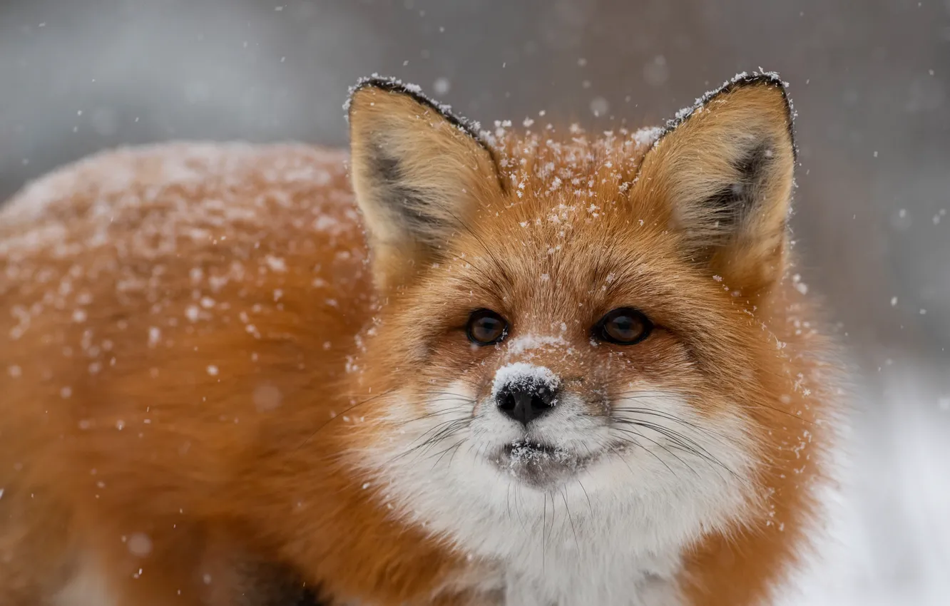 Photo wallpaper winter, look, face, snow, close-up, nature, portrait, Fox