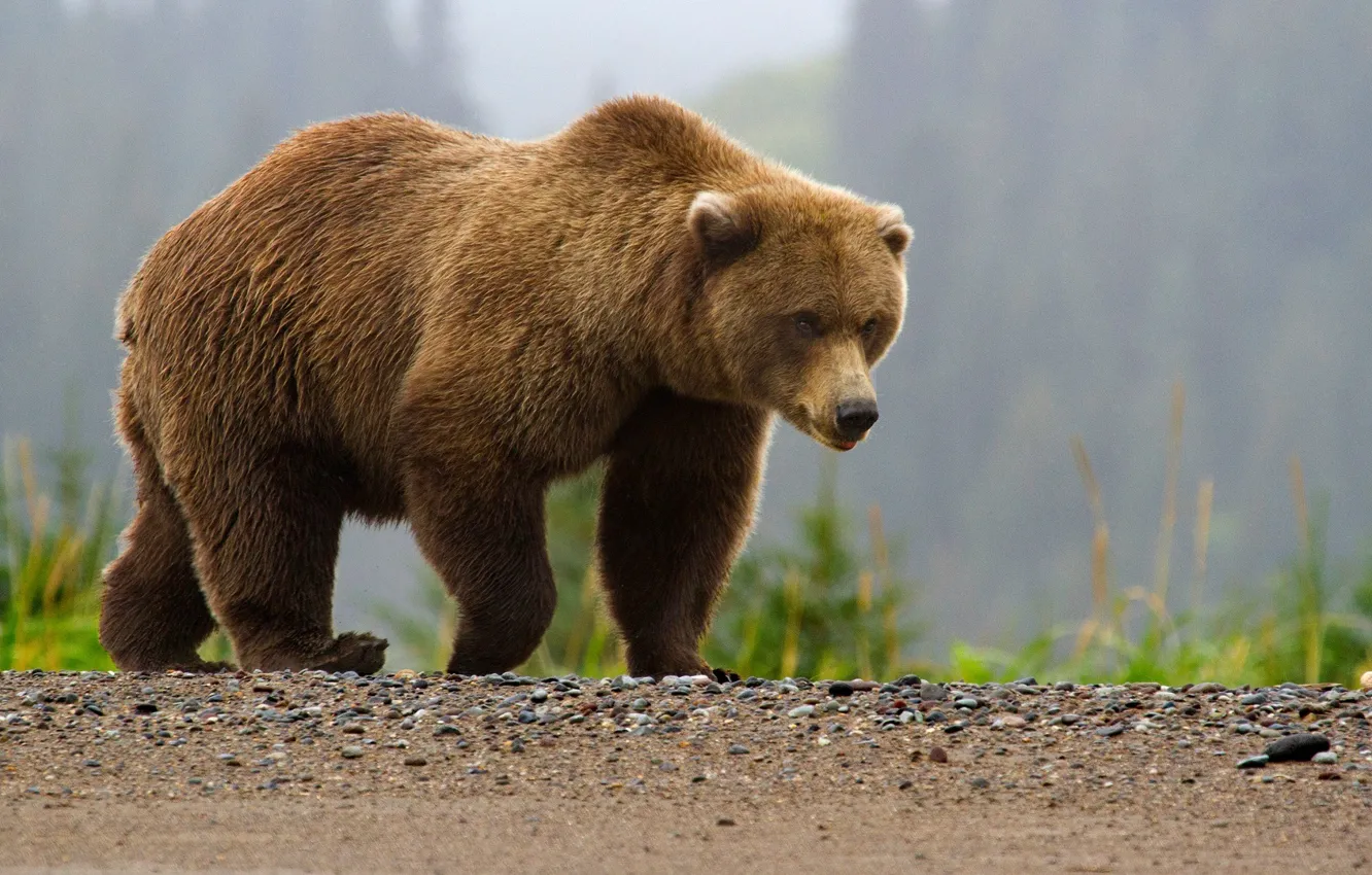 Photo wallpaper bear, bear, brown