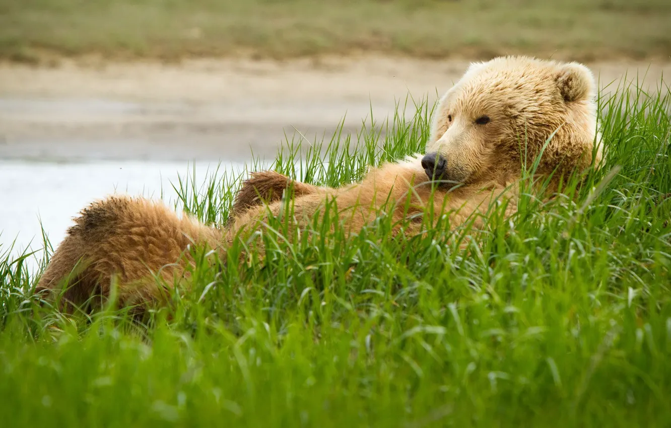 Photo wallpaper grass, Bear, grizzly