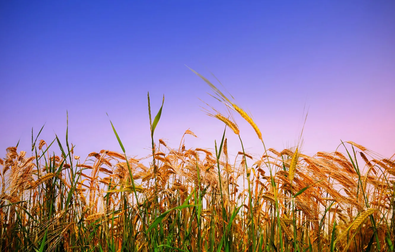 Photo wallpaper field, the sky, sunset, plant, ears