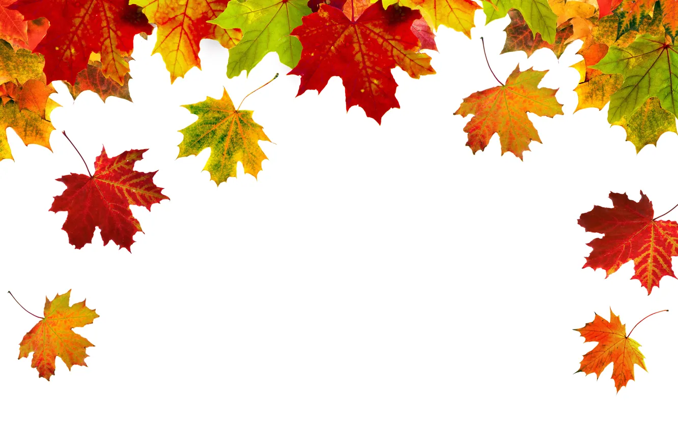 Photo wallpaper Autumn, Leaves, Maple, White Background, Template, Closeup