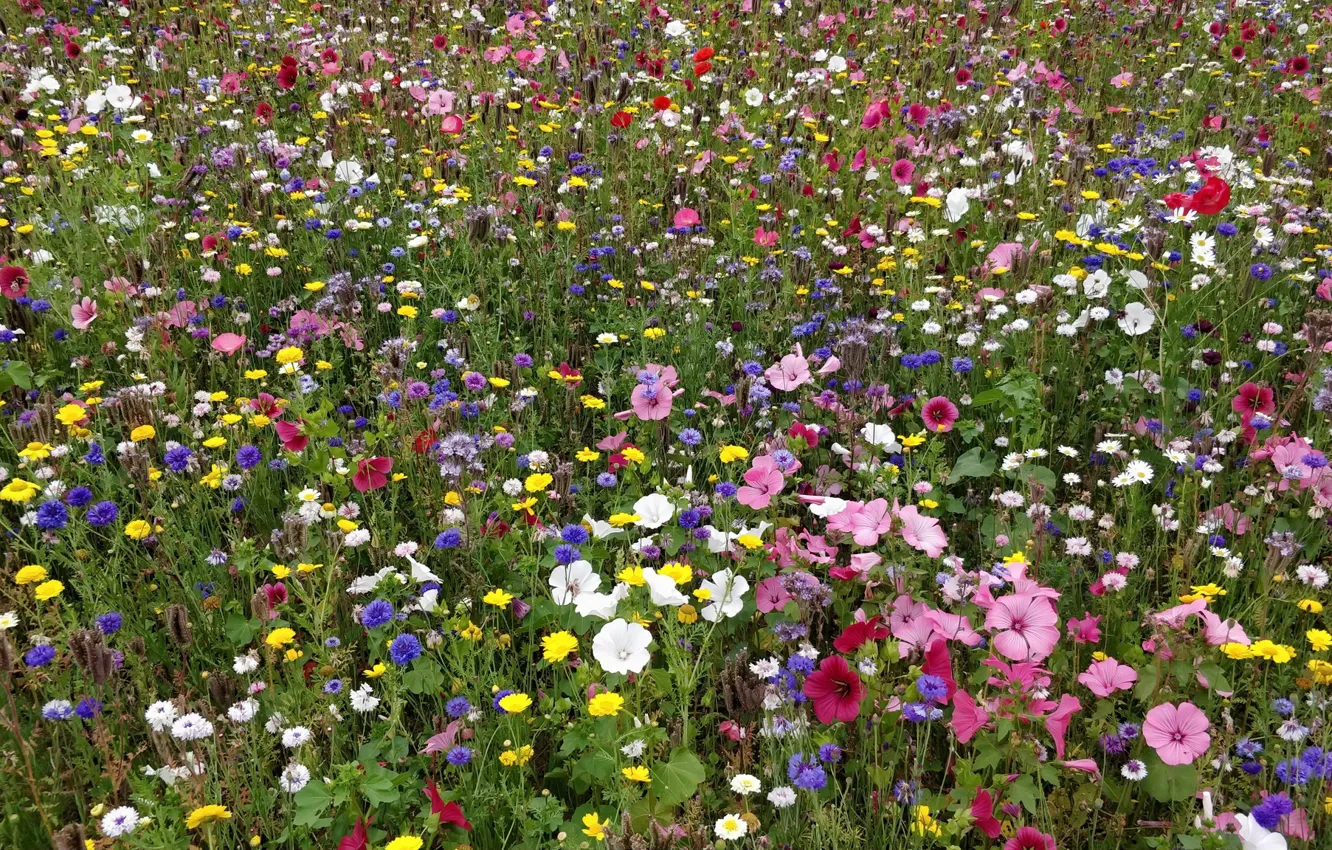 Photo wallpaper field, summer, flowers
