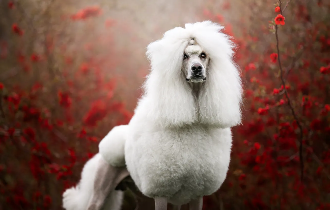 Photo wallpaper white, look, flowers, branches, red, nature, pose, haircut
