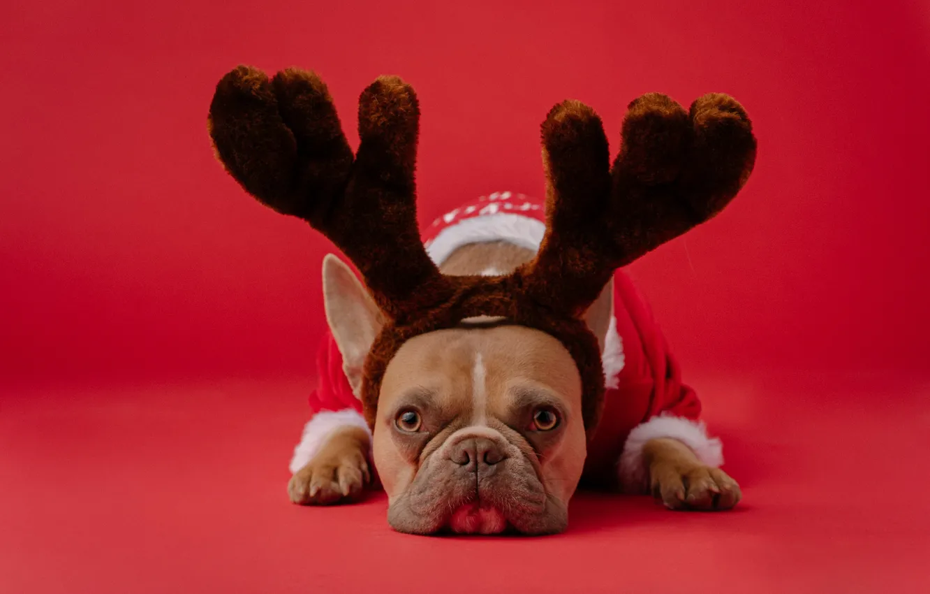 Photo wallpaper dogs, dog, deer, Christmas, costume, New year, horns, red background