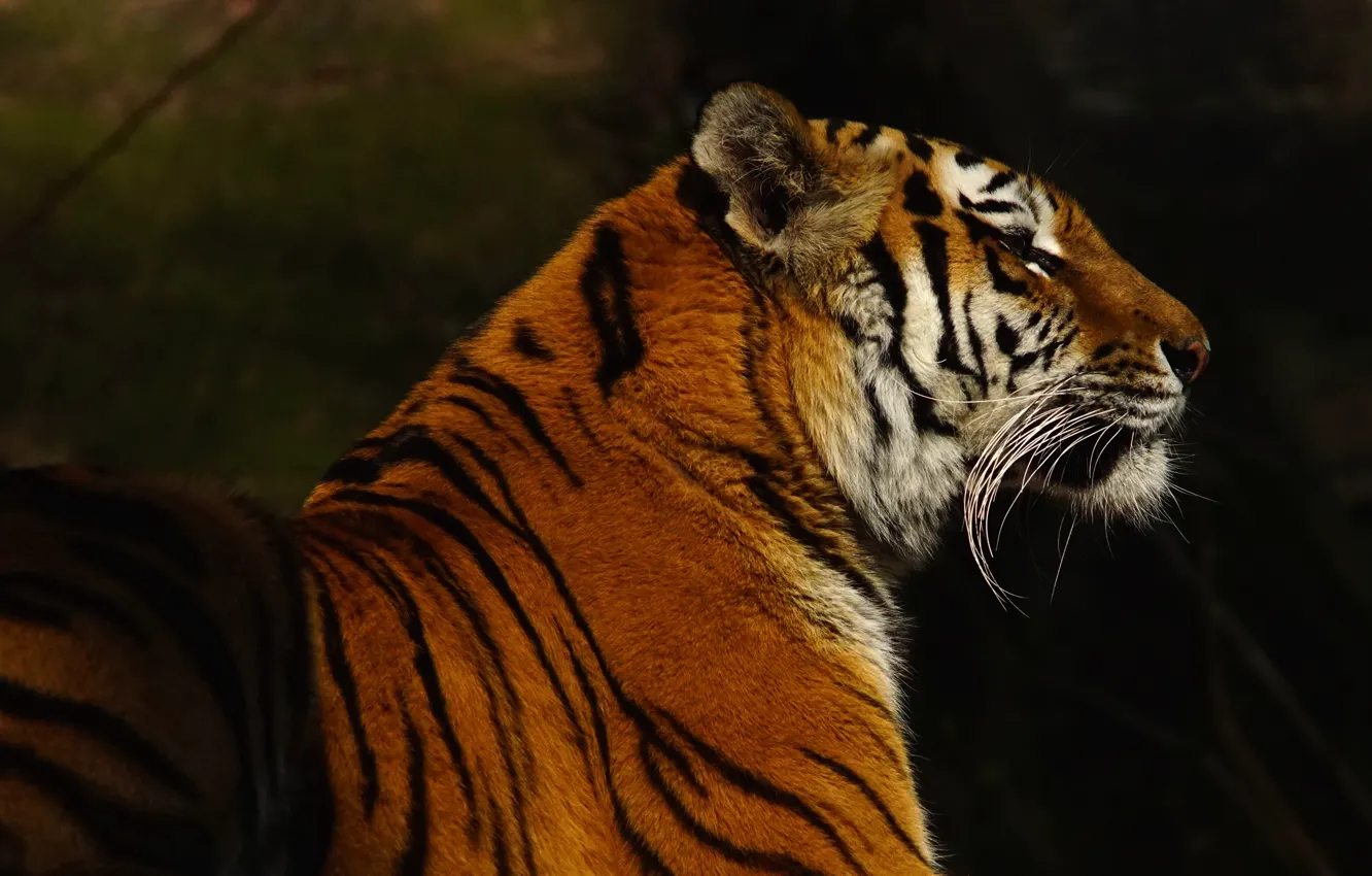Photo wallpaper face, tiger, the dark background, profile, proud
