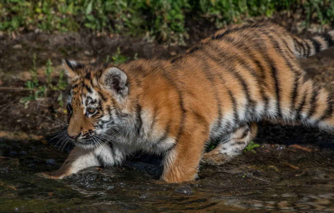 Photo wallpaper water, tiger, cub, kitty, tiger