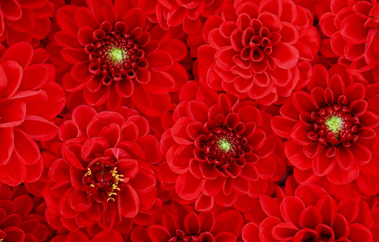 Photo wallpaper flowers, texture, red, dahlias
