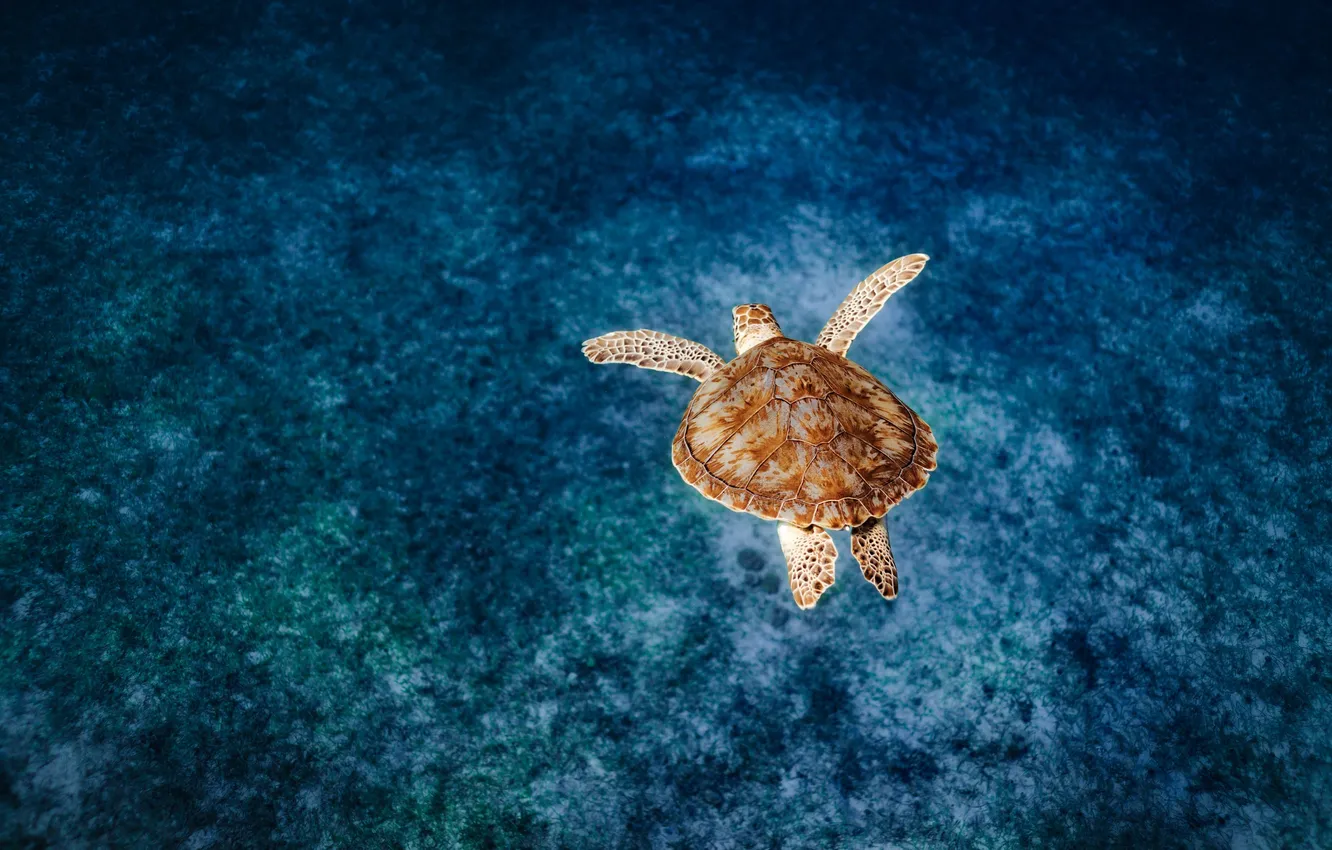 Photo wallpaper beach, animals, sea, nature, blue, water, blue background, shells