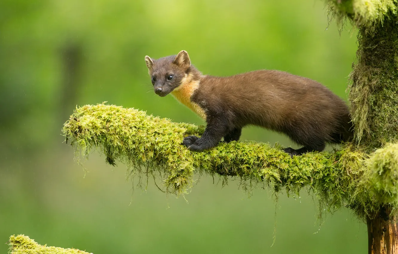 Photo wallpaper branches, moss, marten