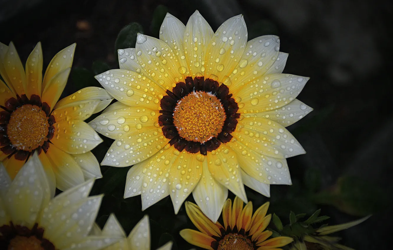 Photo wallpaper Macro, Drops, Macro, Drops, Yellow flower, Yellow flower