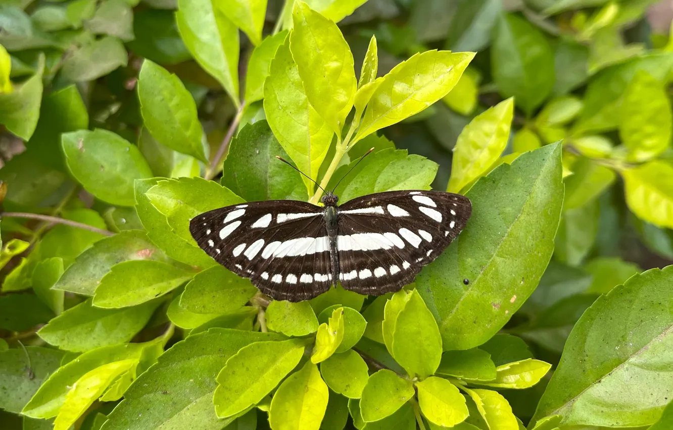 Photo wallpaper leaves, microsemi, wings, Butterfly, insect, beautiful, closeup