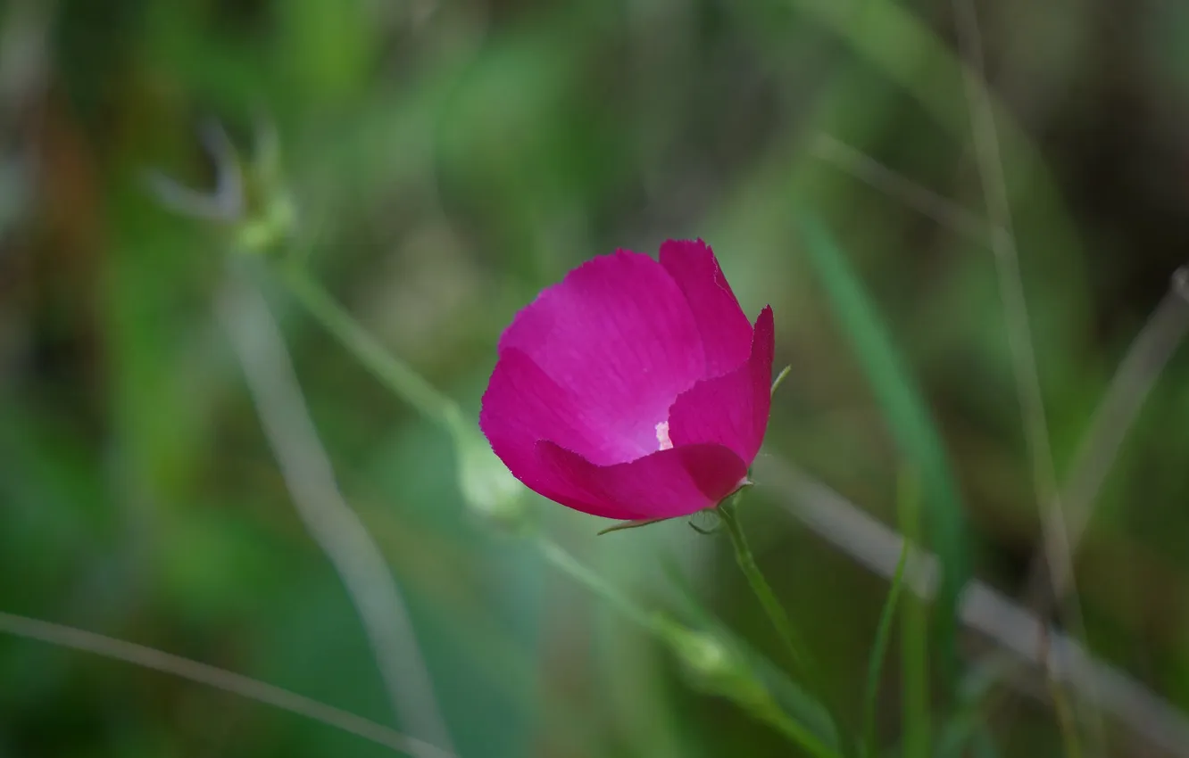 Photo wallpaper flower, grass, nature, plant, petals