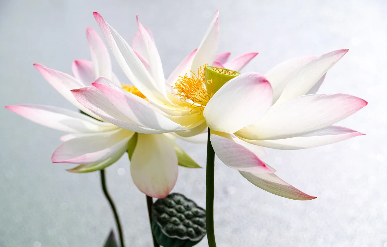 Photo wallpaper flowers, glare, Lotus, pink and white