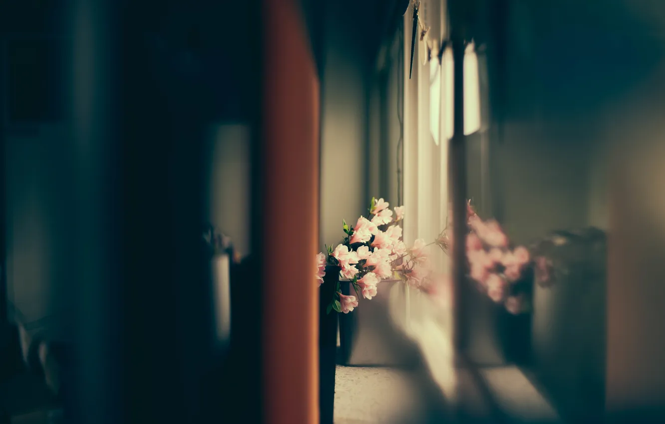 Photo wallpaper flowers, petals, pink