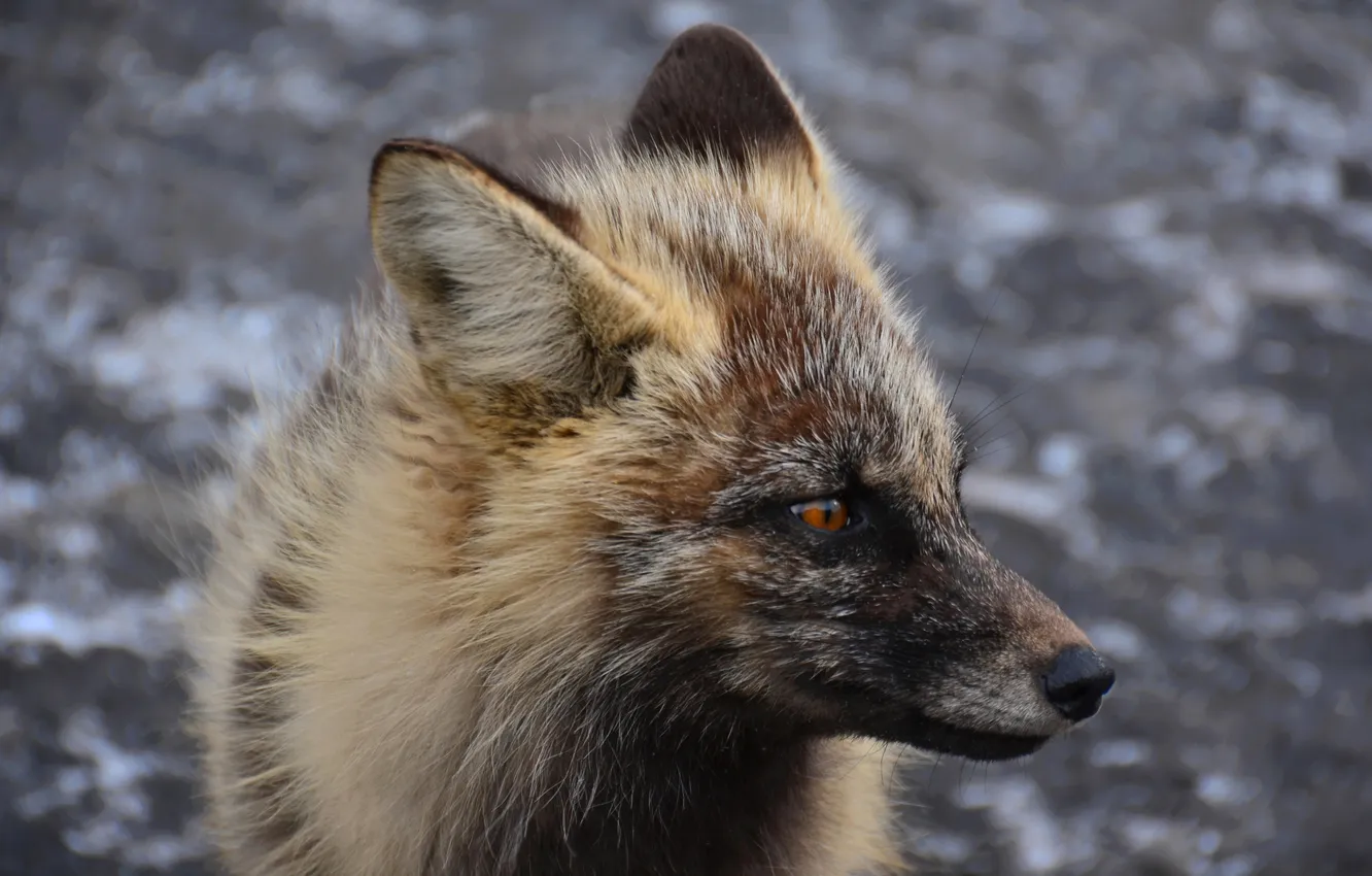 Photo wallpaper background, portrait, Fox, grey-red