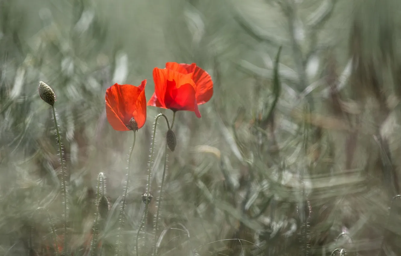 Photo wallpaper summer, nature, Maki