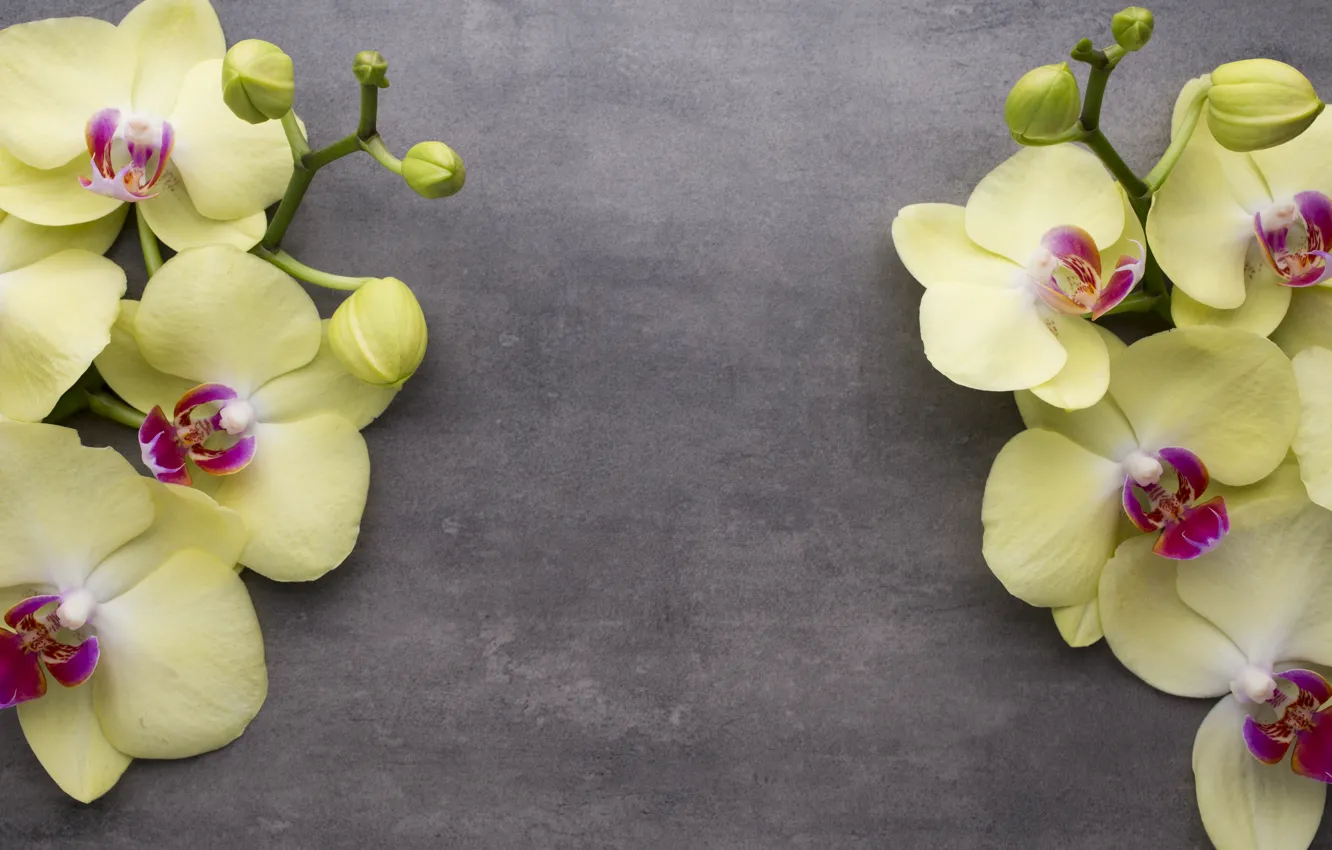 Photo wallpaper flowers, branches, yellow, background, Orchid