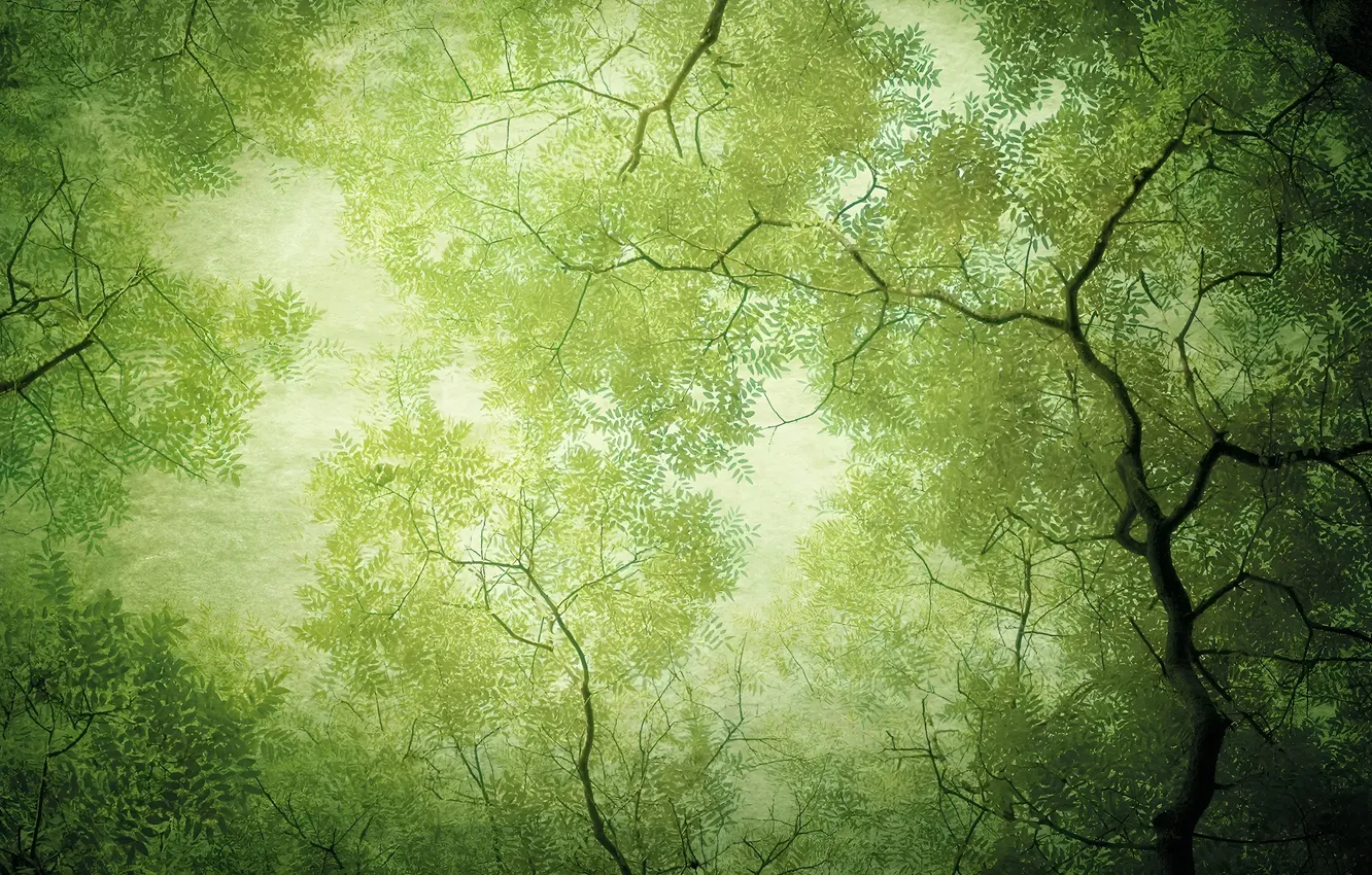 Photo wallpaper forest, nature, forest, nature, green background, green background