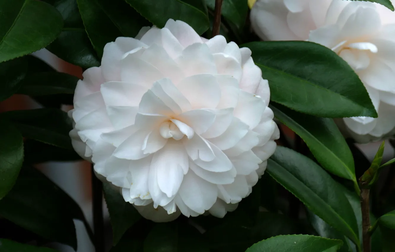 Photo wallpaper flowers, flowering, shrub, Camellia