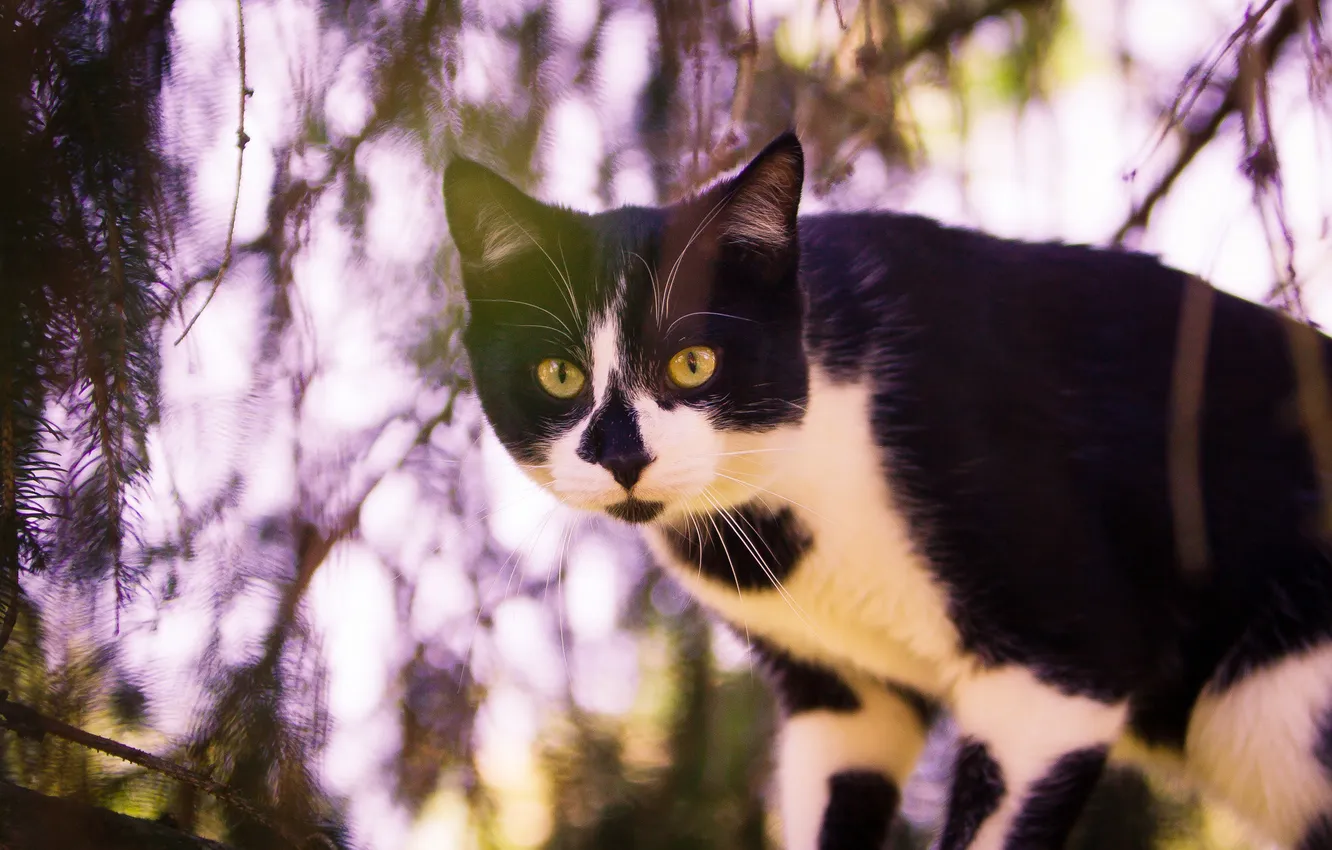 Photo wallpaper cat, cat, look, light, branches, pose, tree, black and white