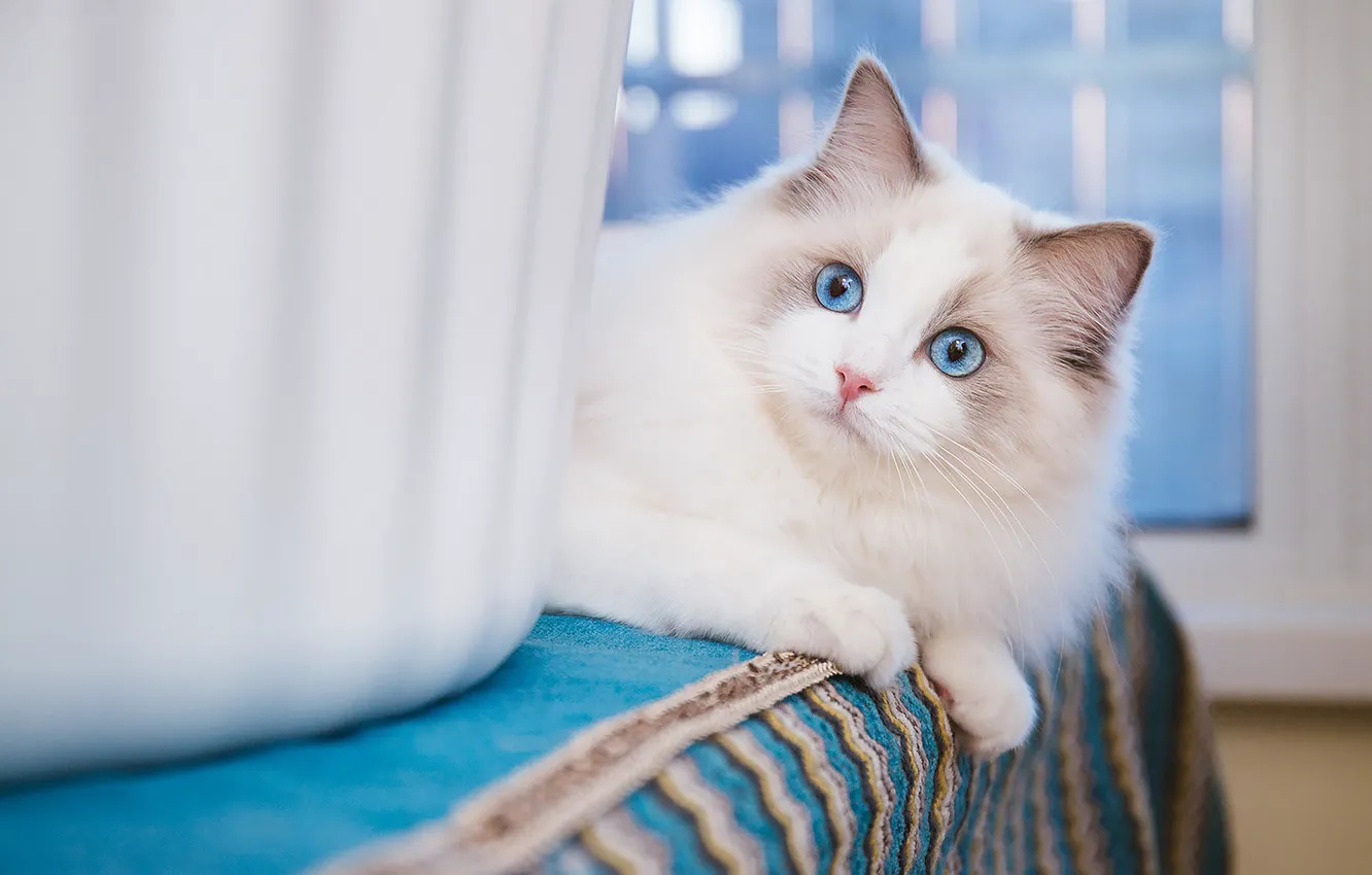 Photo wallpaper cat, pose, look, face, cat