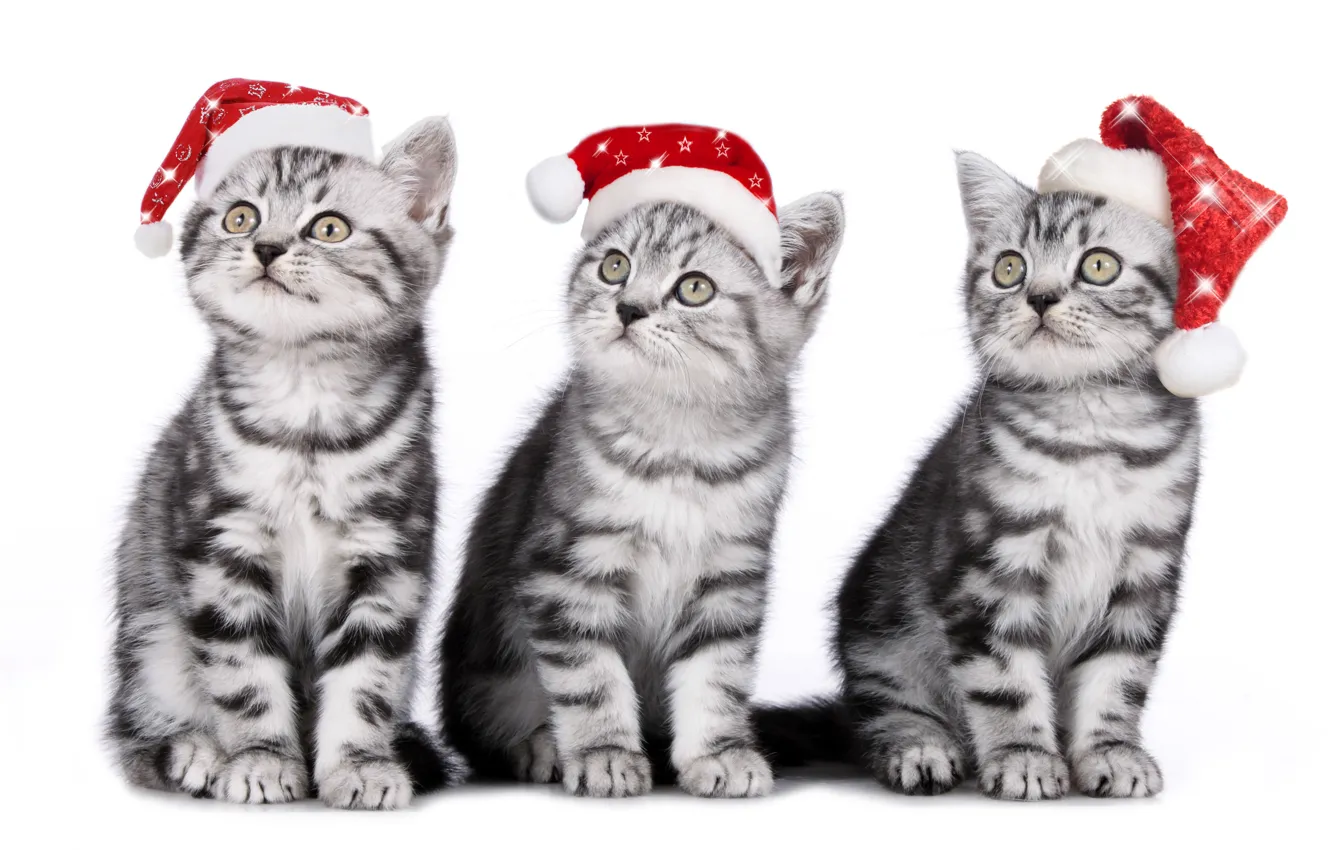 Photo wallpaper cat, kitty, trio, cap, Trinity