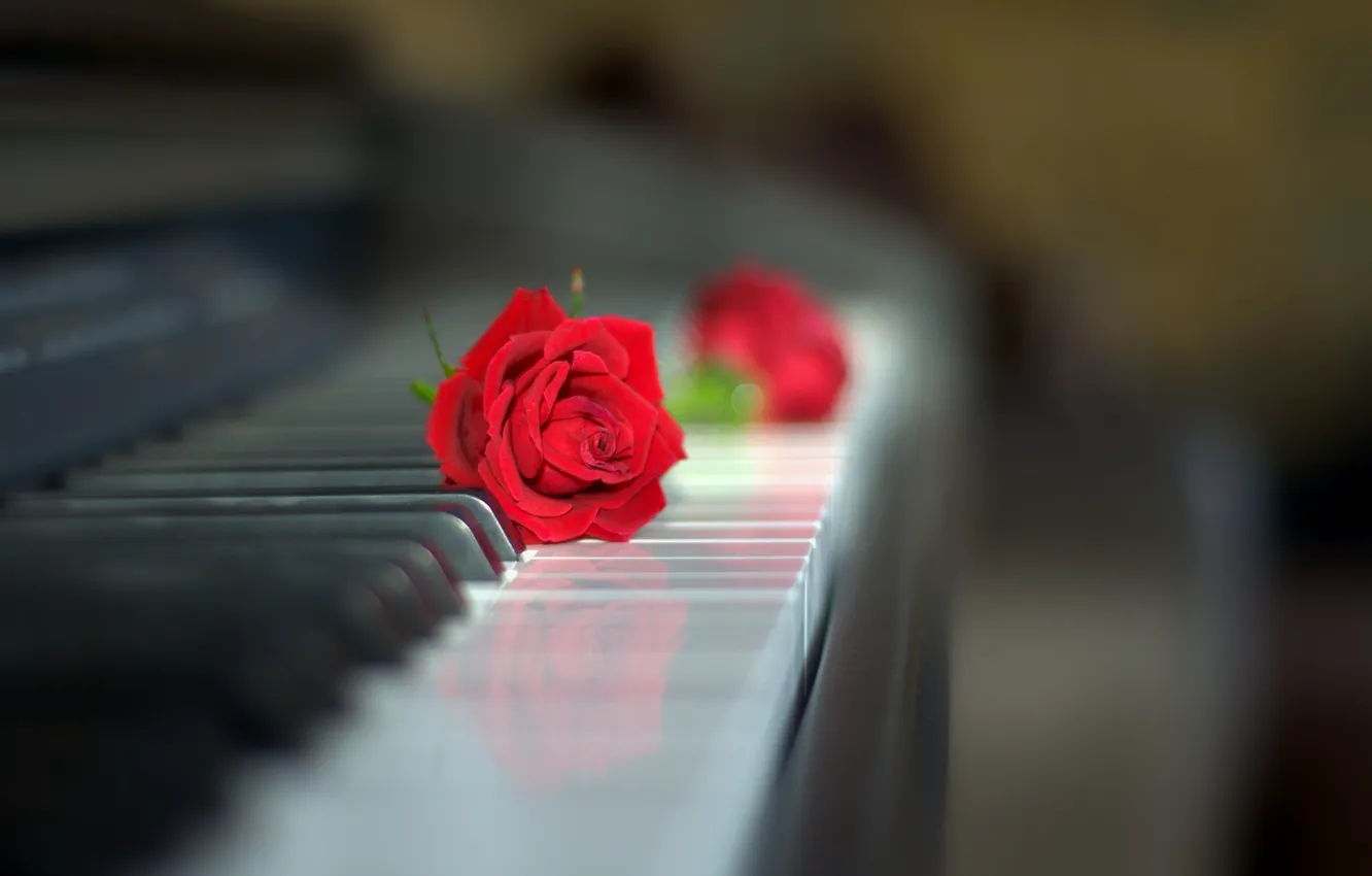 Photo wallpaper style, rose, Bud, keyboard, red rose, piano, bokeh