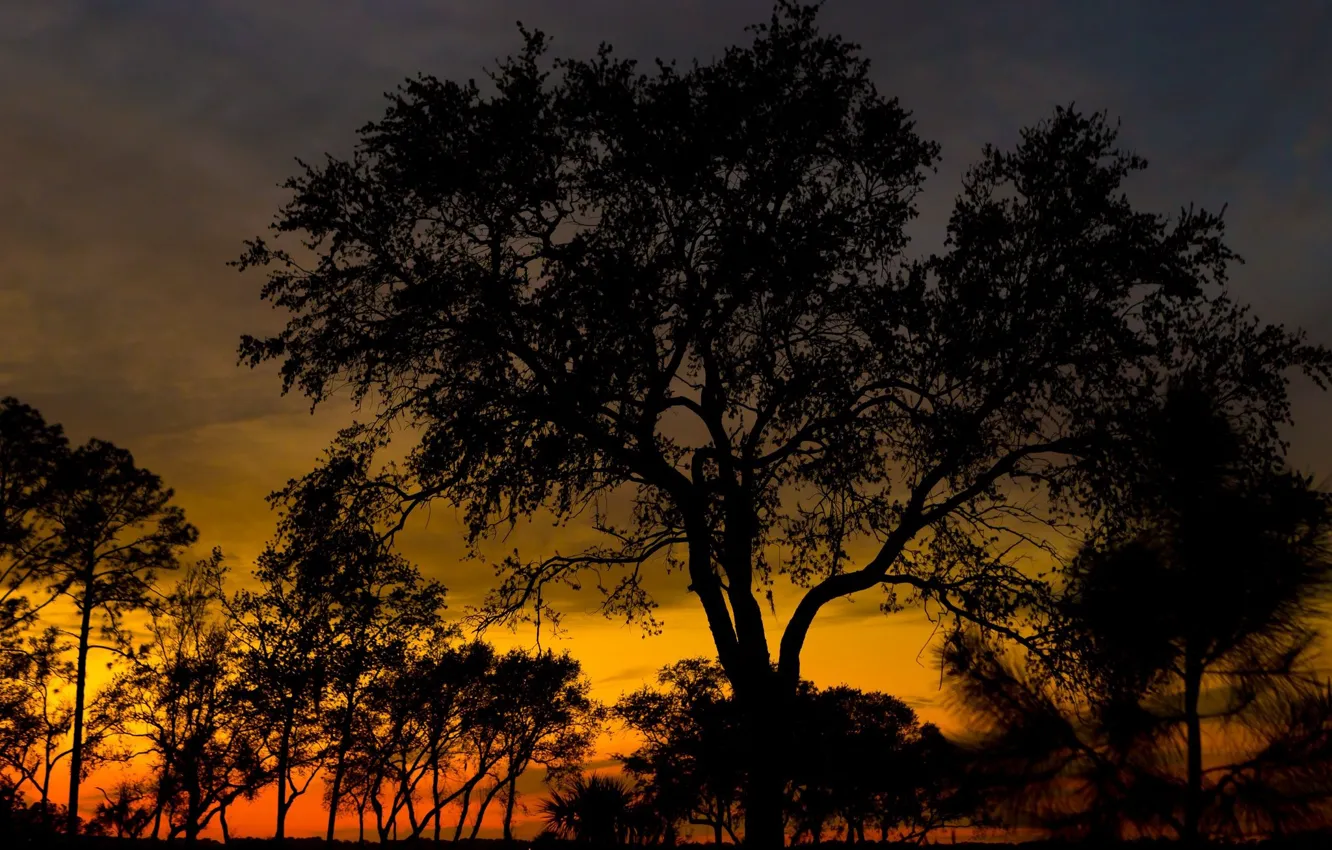 Photo wallpaper trees, night, silhouette